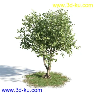 柑橘树,橙子,书带木,锥果木,仙枝花树,松柏树,凤凰木,非洲芙蓉,桉树古尼,树林模型合集的图片