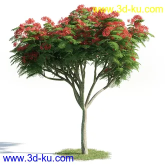 柑橘树,橙子,书带木,锥果木,仙枝花树,松柏树,凤凰木,非洲芙蓉,桉树古尼,树林模型合集的图片