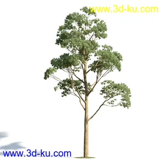 柑橘树,橙子,书带木,锥果木,仙枝花树,松柏树,凤凰木,非洲芙蓉,桉树古尼,树林模型合集的图片