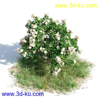 榕树,森林,丛林,栀子花,长隔木,蓝花楹,紫薇,狭叶薰衣草,玉芙蓉,女贞,植物模型合集的图片