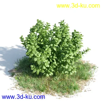 榕树,森林,丛林,栀子花,长隔木,蓝花楹,紫薇,狭叶薰衣草,玉芙蓉,女贞,植物模型合集的图片