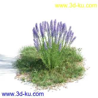 榕树,森林,丛林,栀子花,长隔木,蓝花楹,紫薇,狭叶薰衣草,玉芙蓉,女贞,植物模型合集的图片