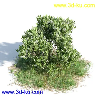 榕树,森林,丛林,栀子花,长隔木,蓝花楹,紫薇,狭叶薰衣草,玉芙蓉,女贞,植物模型合集的图片