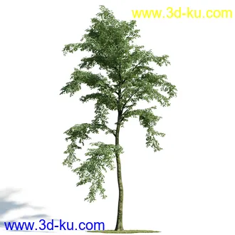 榕树,森林,丛林,栀子花,长隔木,蓝花楹,紫薇,狭叶薰衣草,玉芙蓉,女贞,植物模型合集的图片