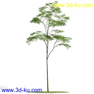 榕树,森林,丛林,栀子花,长隔木,蓝花楹,紫薇,狭叶薰衣草,玉芙蓉,女贞,植物模型合集的图片