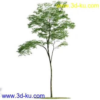 榕树,森林,丛林,栀子花,长隔木,蓝花楹,紫薇,狭叶薰衣草,玉芙蓉,女贞,植物模型合集的图片