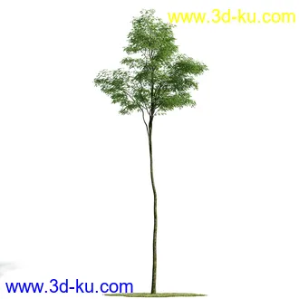 榕树,森林,丛林,栀子花,长隔木,蓝花楹,紫薇,狭叶薰衣草,玉芙蓉,女贞,植物模型合集的图片