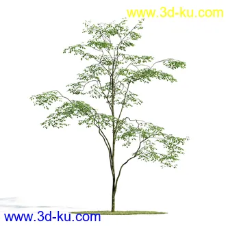 榕树,森林,丛林,栀子花,长隔木,蓝花楹,紫薇,狭叶薰衣草,玉芙蓉,女贞,植物模型合集的图片