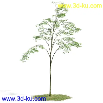 榕树,森林,丛林,栀子花,长隔木,蓝花楹,紫薇,狭叶薰衣草,玉芙蓉,女贞,植物模型合集的图片14