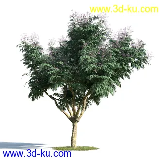 苦楝树,乱子草,香桃木,肾蕨,夹竹桃,夹竹桃,喷泉草,狼尾草,悬铃木,植物模型合集的图片