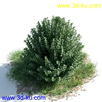 苦楝树,乱子草,香桃木,肾蕨,夹竹桃,夹竹桃,喷泉草,狼尾草,悬铃木,植物模型合集的图片