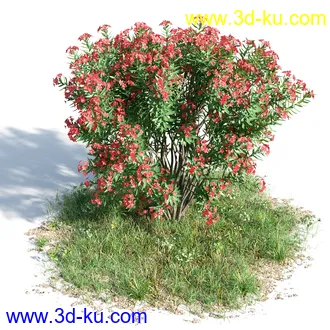 苦楝树,乱子草,香桃木,肾蕨,夹竹桃,夹竹桃,喷泉草,狼尾草,悬铃木,植物模型合集的图片