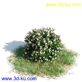 苦楝树,乱子草,香桃木,肾蕨,夹竹桃,夹竹桃,喷泉草,狼尾草,悬铃木,植物模型合集的图片