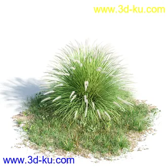 苦楝树,乱子草,香桃木,肾蕨,夹竹桃,夹竹桃,喷泉草,狼尾草,悬铃木,植物模型合集的图片