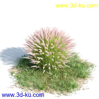 苦楝树,乱子草,香桃木,肾蕨,夹竹桃,夹竹桃,喷泉草,狼尾草,悬铃木,植物模型合集的图片