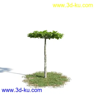 苦楝树,乱子草,香桃木,肾蕨,夹竹桃,夹竹桃,喷泉草,狼尾草,悬铃木,植物模型合集的图片