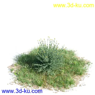 钝叶鸡蛋花,红鸡蛋花,银白杨,白杨树,欧洲栎树,迷迭香,菊花,植物模型合集的图片