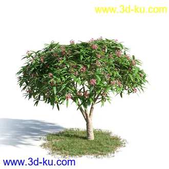 钝叶鸡蛋花,红鸡蛋花,银白杨,白杨树,欧洲栎树,迷迭香,菊花,植物模型合集的图片