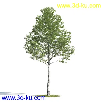 钝叶鸡蛋花,红鸡蛋花,银白杨,白杨树,欧洲栎树,迷迭香,菊花,植物模型合集的图片