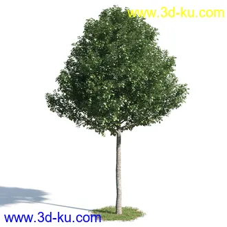 钝叶鸡蛋花,红鸡蛋花,银白杨,白杨树,欧洲栎树,迷迭香,菊花,植物模型合集的图片