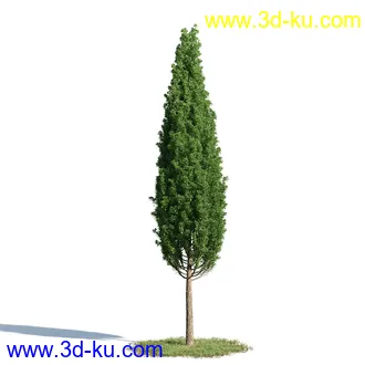 钝叶鸡蛋花,红鸡蛋花,银白杨,白杨树,欧洲栎树,迷迭香,菊花,植物模型合集的图片