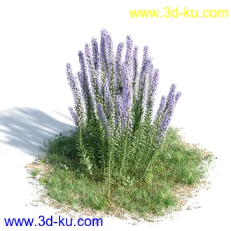 钝叶鸡蛋花,红鸡蛋花,银白杨,白杨树,欧洲栎树,迷迭香,菊花,植物模型合集的图片