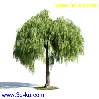 辐叶鹅掌柴模型,漆树模型,秘鲁乳香树,银桂树模型,椴树模型,植物模型合集的图片