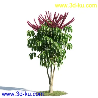 辐叶鹅掌柴模型,漆树模型,秘鲁乳香树,银桂树模型,椴树模型,植物模型合集的图片