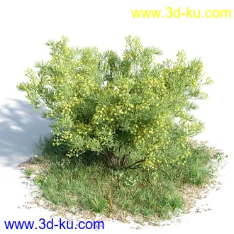 辐叶鹅掌柴模型,漆树模型,秘鲁乳香树,银桂树模型,椴树模型,植物模型合集的图片