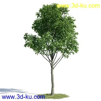 辐叶鹅掌柴模型,漆树模型,秘鲁乳香树,银桂树模型,椴树模型,植物模型合集的图片