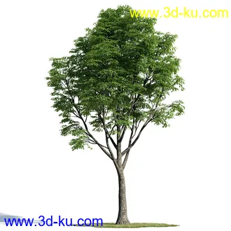 辐叶鹅掌柴模型,漆树模型,秘鲁乳香树,银桂树模型,椴树模型,植物模型合集的图片