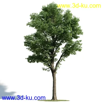 辐叶鹅掌柴模型,漆树模型,秘鲁乳香树,银桂树模型,椴树模型,植物模型合集的图片