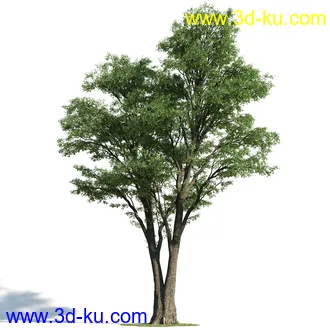 辐叶鹅掌柴模型,漆树模型,秘鲁乳香树,银桂树模型,椴树模型,植物模型合集的图片