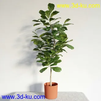 盆栽模型,盆景模型,鲜花模型,花卉模型,花盆,草,室内,花模型共48个的图片45