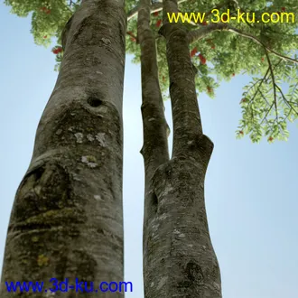 树木模型,植物模型,乔木模型,茂盛树木模型共54个的图片