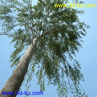 树木模型,植物模型,乔木模型,茂盛树木模型共54个的图片