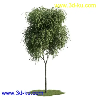 树木模型,植物模型,乔木模型,茂盛树木模型共54个的图片