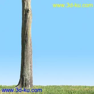 树木模型,植物模型,乔木模型,茂盛树木模型共54个的图片