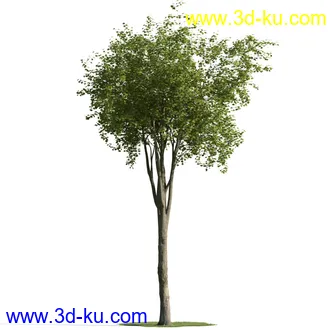 树木模型,植物模型,乔木模型,茂盛树木模型共54个的图片