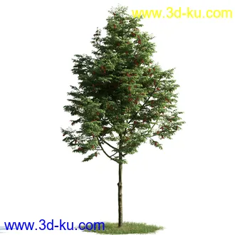 树木模型,植物模型,乔木模型,茂盛树木模型共54个的图片