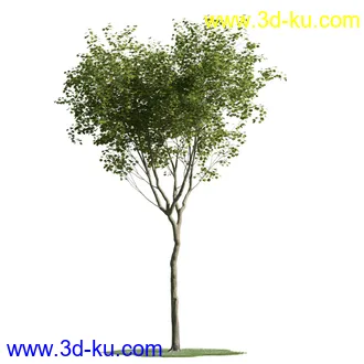 树木模型,植物模型,乔木模型,茂盛树木模型共54个的图片