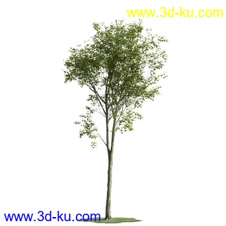 树木模型,植物模型,乔木模型,茂盛树木模型共54个的图片