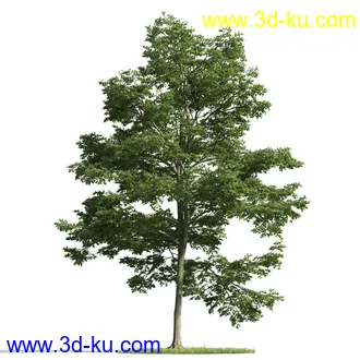 树木模型,植物模型,乔木模型,茂盛树木模型共54个的图片