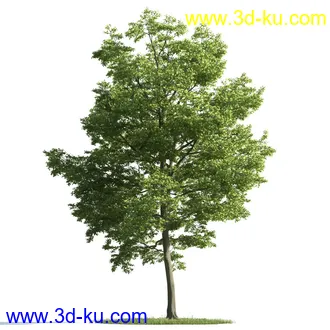 树木模型,植物模型,乔木模型,茂盛树木模型共54个的图片