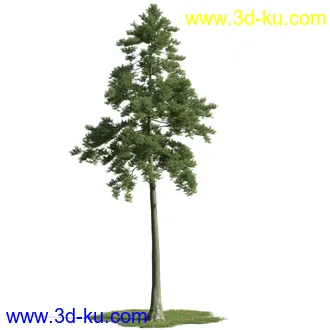 树木模型,植物模型,乔木模型,茂盛树木模型共54个的图片