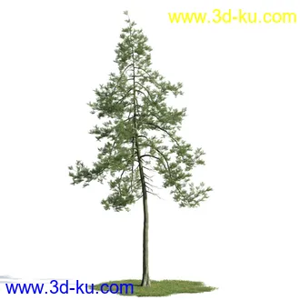 树木模型,植物模型,乔木模型,茂盛树木模型共54个的图片