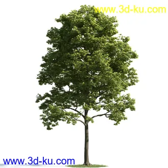 树木模型,植物模型,乔木模型,茂盛树木模型共54个的图片23