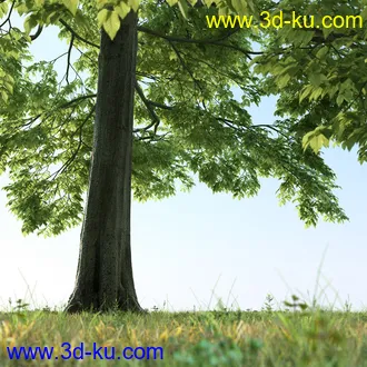 树木模型,植物模型,乔木模型,茂盛树木模型共54个的图片24