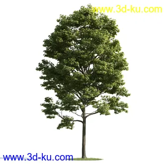 树木模型,植物模型,乔木模型,茂盛树木模型共54个的图片25