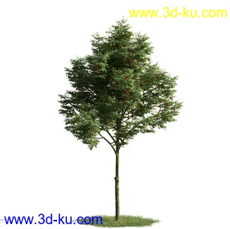 树木模型,植物模型,乔木模型,茂盛树木模型共54个的图片26